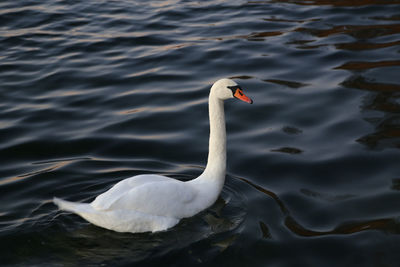 High angle view of swan swimming in lake