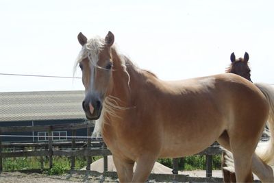 Horse in ranch against sky