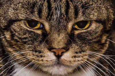 Close-up portrait of cat