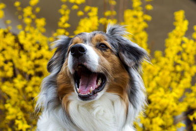 Close-up of dog looking away