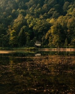 Scenic view of lake in forest