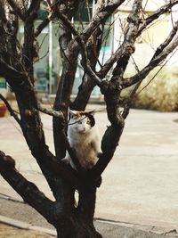 Sheep sitting on tree trunk