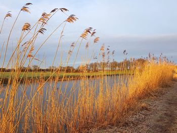 Plants growing on field by lake against sky