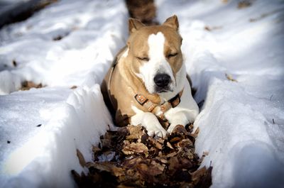 Close-up of dog lying down on snow