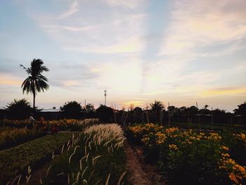 Plants growing on field against sky during sunset