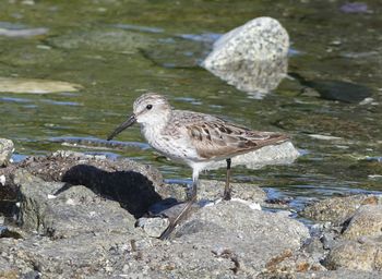 Bird in water