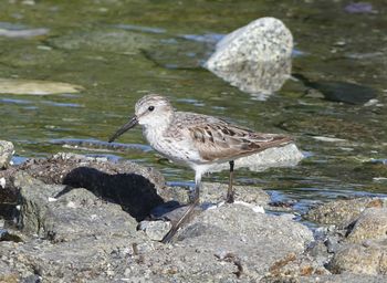 Bird in water