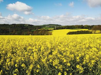 Scenic view of oilseed rape field against sky