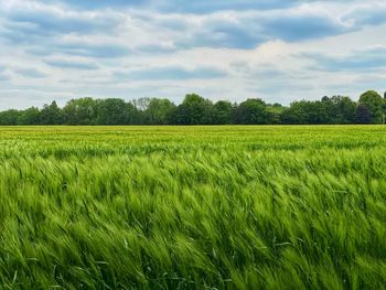 Scenic view of agricultural field against sky