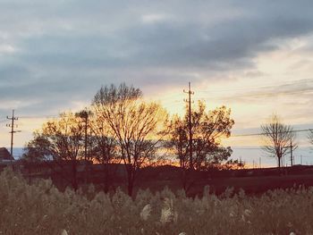 Trees on field against sky at sunset