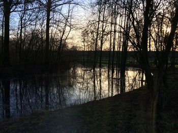 Reflection of trees in lake