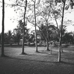 Trees in playground