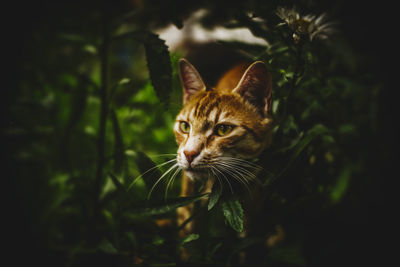 Portrait of cat sitting on plant