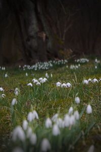 Plant growing on grassy field