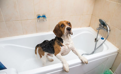 High angle view of dog in bathroom