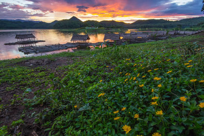 Flowering plants at riverbank during sunset