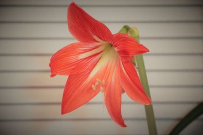 Close-up of red flower