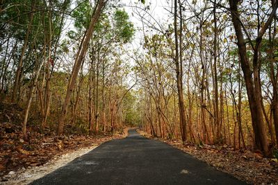 Road amidst trees in forest during autumn