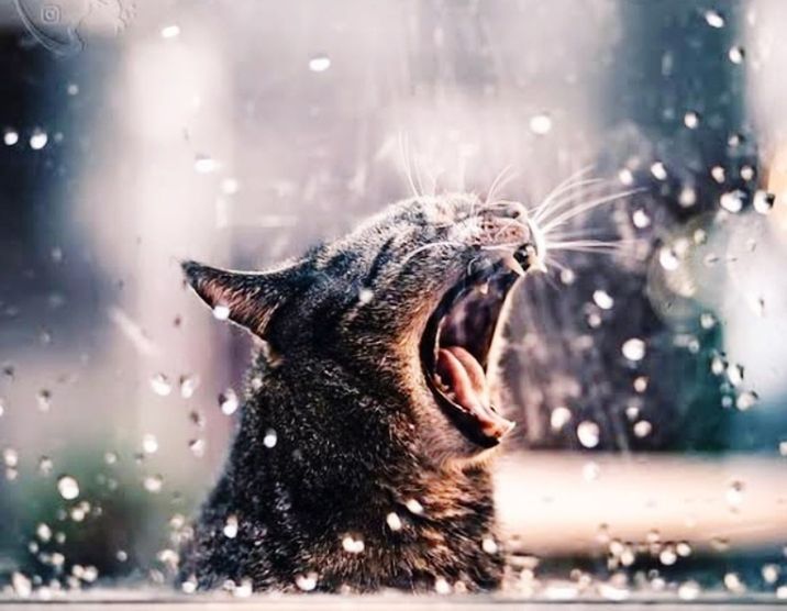 animal, animal themes, one animal, mammal, mouth open, carnivore, water, no people, nature, cat, animal body part, close-up, yawning, facial expression, wet, drop, domestic animals, window, pet, outdoors, winter, anger, focus on foreground, emotion, snow, motion, selective focus