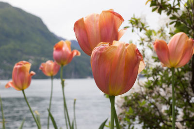 Close-up of red tulips by the lake
