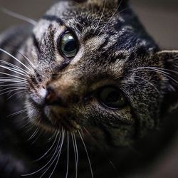 Close-up portrait of cat