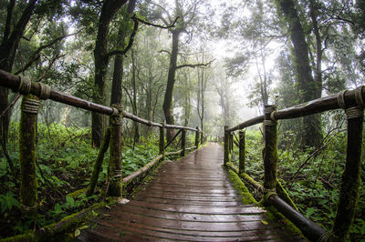 Footbridge in forest