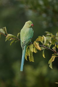 Close-up of parakeet perching on branch