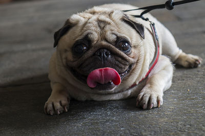 Close-up portrait of dog sticking out tongue