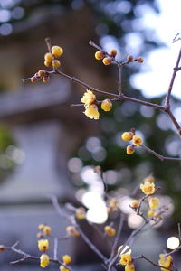 Close-up of yellow flower