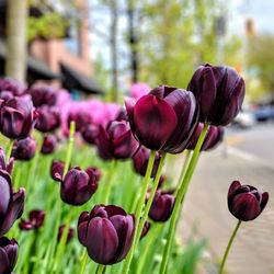 Close-up of pink tulip flowers