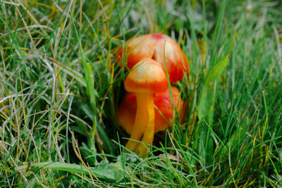 Close-up of mushrooms in field