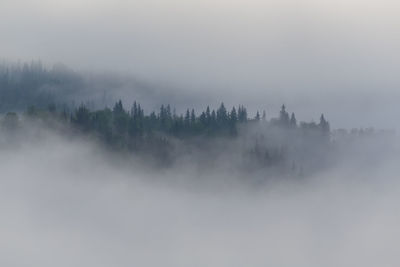 Panoramic shot of trees against sky during foggy weather