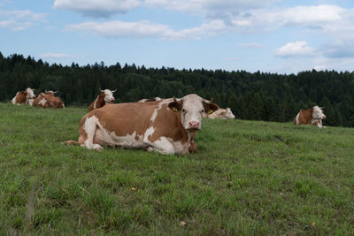 View of cows on grassy field against sky