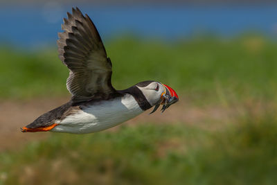 Close-up of atlantic puffin flying and carrying fish