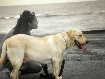 Side view of dog on beach