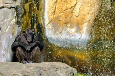 Close-up of monkey sitting on rock