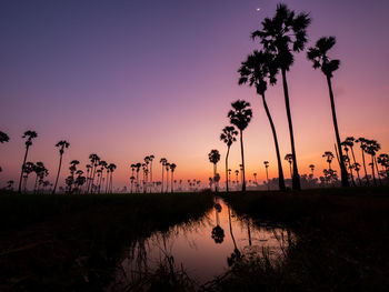 Morning photography with sugar palm trees in the rice fields.