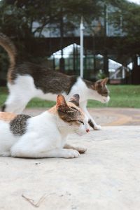 Cat lying on a footpath