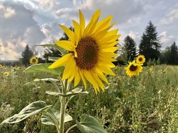 Close-up of sunflower on field