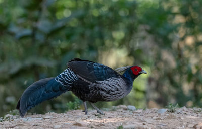 Close-up of bird perching on a land