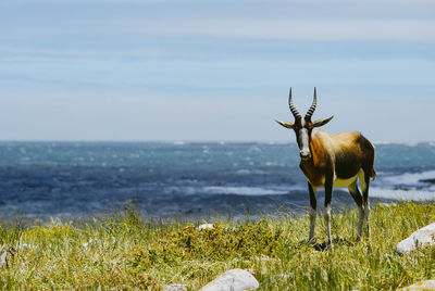 Horse standing on field by sea against sky