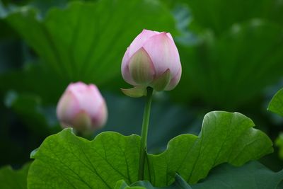 Close-up of pink lotus water lily