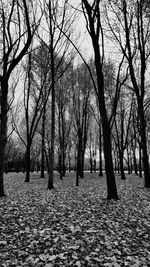 Bare trees in park