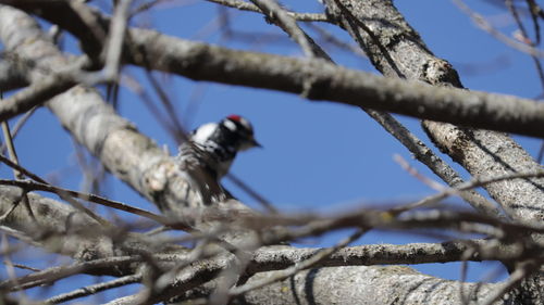 Low angle view of bird perching on branch