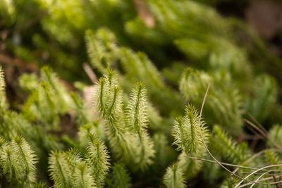 Close-up of pine tree