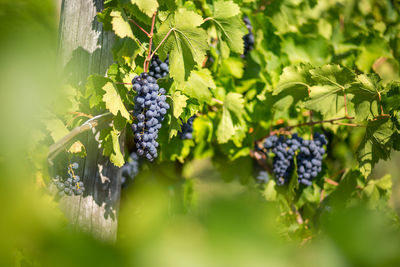 Low angle view of grapes growing in vineyard