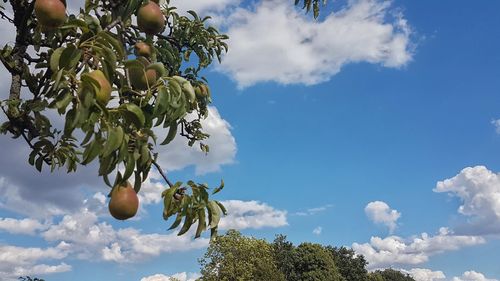 Low angle view of fruits growing on tree against sky