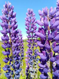 Close-up of purple flowering plants