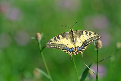 Close-up of butterfly pollinating flower
