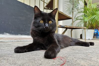 Portrait of black cat relaxing outdoors